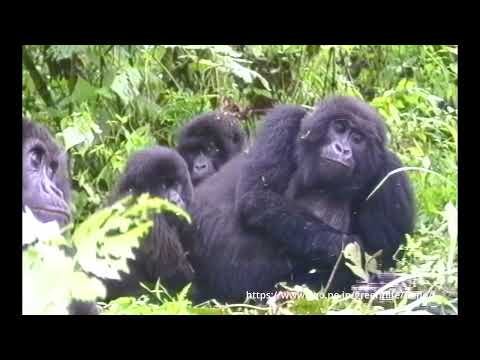 マウンテンゴリラ1992 ビルンガ国立公園