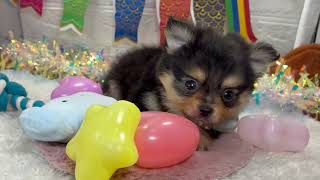 ハーフ犬の動画01
