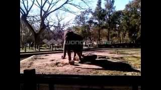 paso pesado siempre pausado