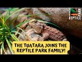Brand New Tuatara Exhibit Opens | Australian Reptile Park