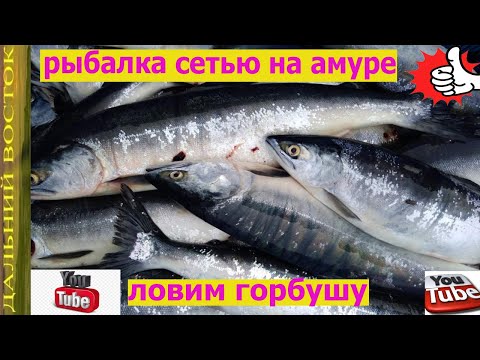 рыбалка на горбушу сетью