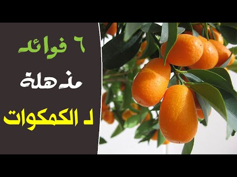 6 فوائد مذهلة لـ الكمكوات !