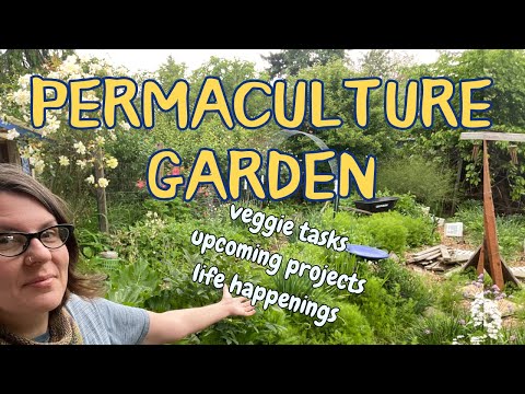 My Permaculture Garden: Let's chat while I work in the garden (tree kale, tomatoes, life update...)