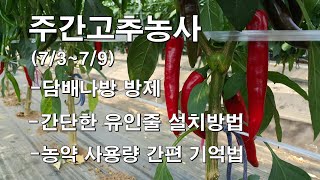 주간고추농사(7/3~7/9) 담배나방방제, 간단한 유인줄 설치, 농약 사용량 간편 기억법