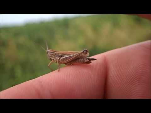 Wat weten we al over sprinkhanen??? Christian Olivier Vlog#77