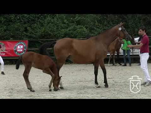 Holsteiner Fohlenchampionat 2017 - Rendsbug-Eckernförde - Siegerhengstring