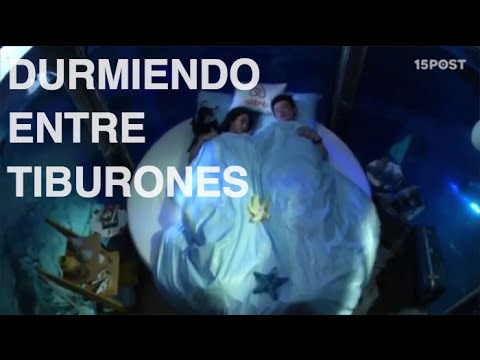 Esta suertuda pareja pasó la noche durmiendo entre tiburones - 15 POST