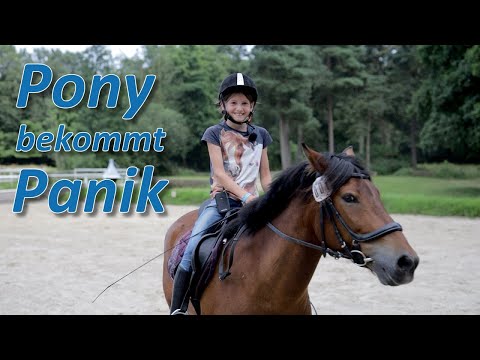 Kinderpony bekommt Panik bei Motorengeräuschen - Pferdetrainerin soll Pony und Reiter helfen