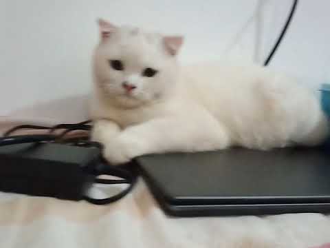 kucing comel kesayangan saya..si miki, cumil, dan bubu🥰❤