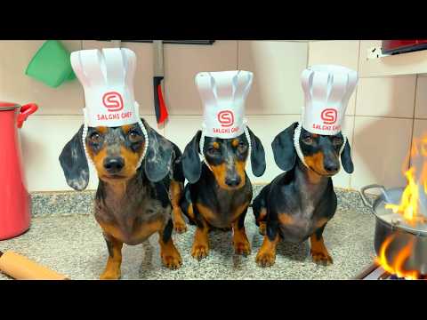 Dachshunds COOKING like Master Chef!
