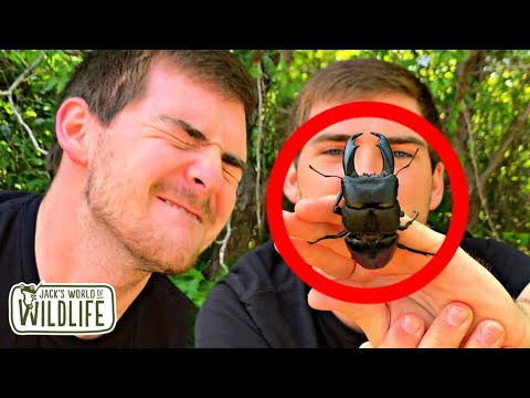 BITTEN by a GIANT STAG BEETLE