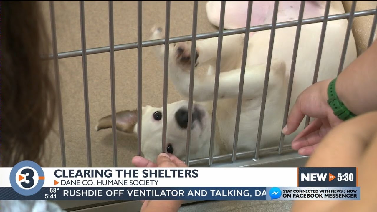 Dane County Humane Society hosts "Clear the Shelter" event