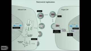 Intrinsic host defenses against HIV-1