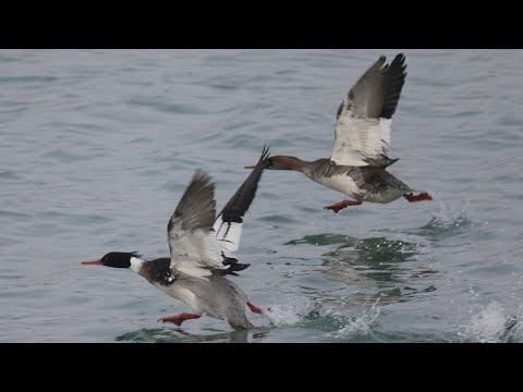 Red-breasted Merganser Mergus serrator v lete