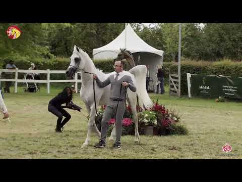 N 46 SINMAR ALBIDAYER   2020 ELRAN ARABIAN CUP   Colts 3 years old Class 8