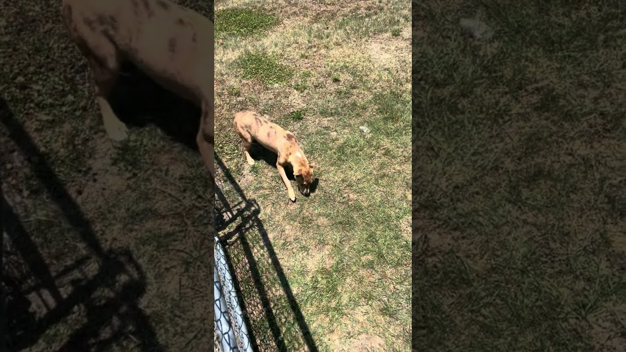 Enlarge LilyMay, a Adoptable Catahoula Leopard Dog in Rocky Mount, NC video 2/2