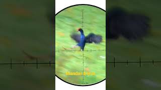 Download lagu Berburu mandar besar mp3