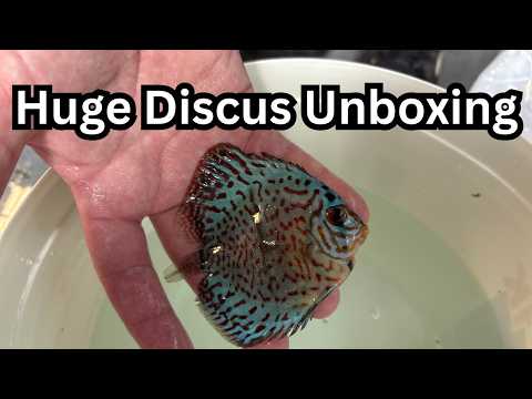 Simplydiscus