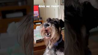 それちょーだい #いぬ #ラブラドール #ミニチュアシュナウザー #いぬのいる生活 #犬おやつ #dog #doglife #labrador #minischnauzer