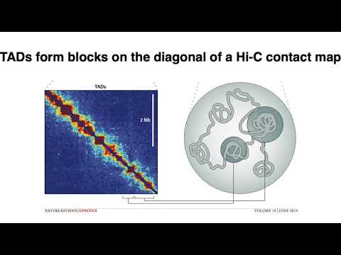 MCB 182 Lecture 10.6 - Topologically associated domains (TADs), A/B compartments