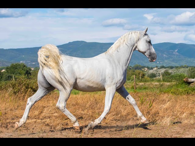Superbe Hongre Lipizzan 11 ans 160cm