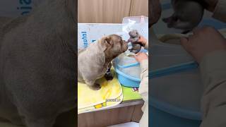 Cachorrinha mais Fofa do Mundo 🐶❤️