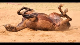 Horse taking a sand bath