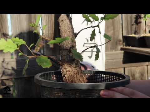 Oak Tree Bonsai Update