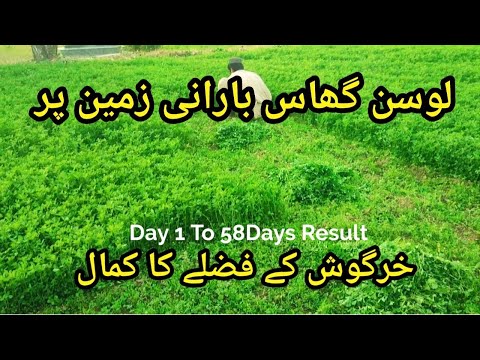 Alfalfa Sowing Results In Rainy Land // Rabbit Manure Results as a Fertilizer // لوسن کی کاشت