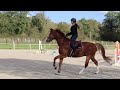 Caballo castrado Silla Francés En venta 2017 Alazán por Andiamo semilly