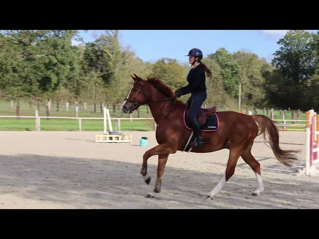 Caballo castrado Silla Franc&eacute;s En venta 2017 Alaz&aacute;n por Andiamo semilly