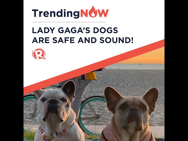 Lady Gaga’s two abducted bulldogs returned unharmed to police