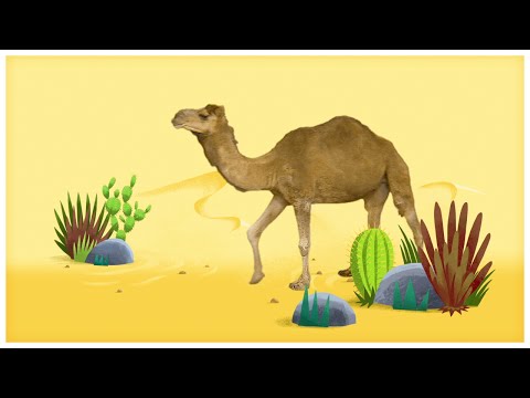 Animal Songs: "Walk Like a Camel," by StoryBots | Netflix Jr