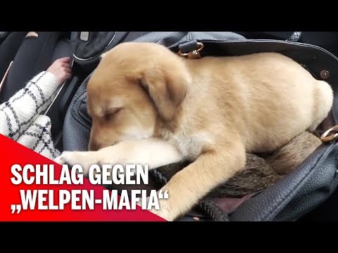 Aktion Scharf: Schlag gegen Welpen-Mafia