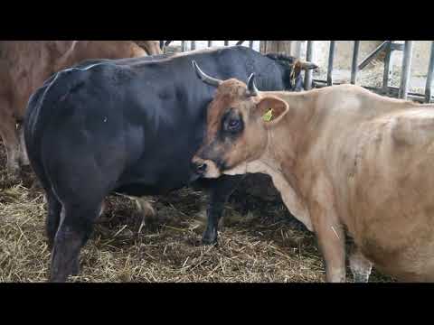 Impressionen - Murnau-Werdenfelser Rinder auf dem Obergrashof
