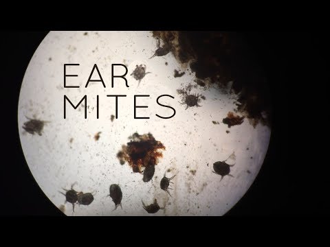 Ear Mites in Cats, Kittens, Puppies...and Sometimes People