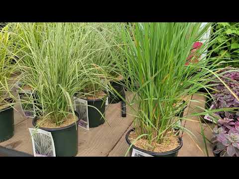 巨大なパイプグラス「カール・フェルスター」 植物