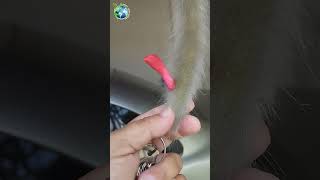 🐵 RABO-DE-MACACO: PROPAGUE DO JEITO CERTO! 🌵