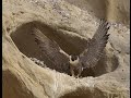 The Peregrine Falcon 