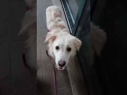 Video di SALVO