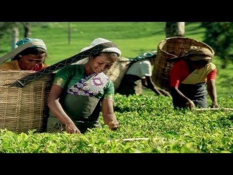 Founder of Dilmah is Changing Lives in Sri Lanka With a Strong Tea Brand
