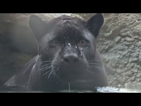 ジャガーを見よう! 　東山動植物園