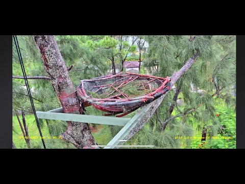 Wildlife Rescue of Dade County Eagle Nest Cam
