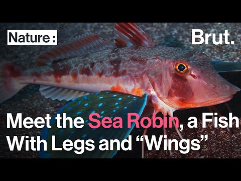 Meet the Sea Robin, a Fish With Legs and “Wings”