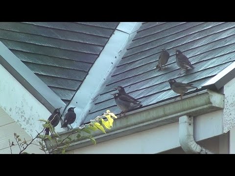 ムクドリを怖がらせるものは何ですか？鳥の餌台や庭から永遠に追い払うための 4 つのヒント  庭園