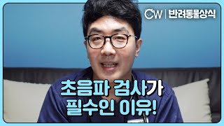 강아지 초음파 검사가 꼭 필요한 이유! 무시무시한 종양을 조기발견하는 방법!