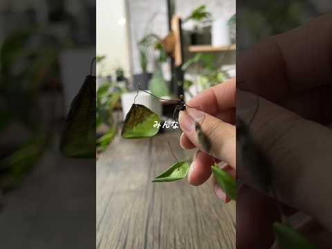 植物を霜から守るにはどうすればよいですか？安全に保つためのヒントとコツ！  庭園