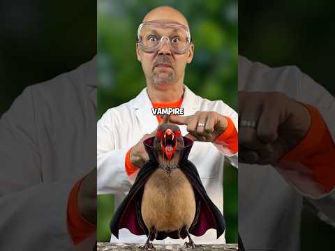 Vampire bird