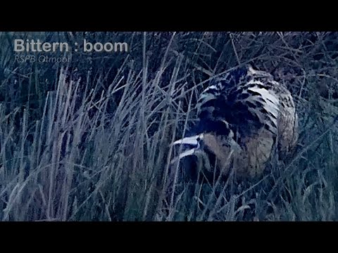 Bukač veľký (Botaurus stellaris) — samec dunivý tok v RSPB Otmoor