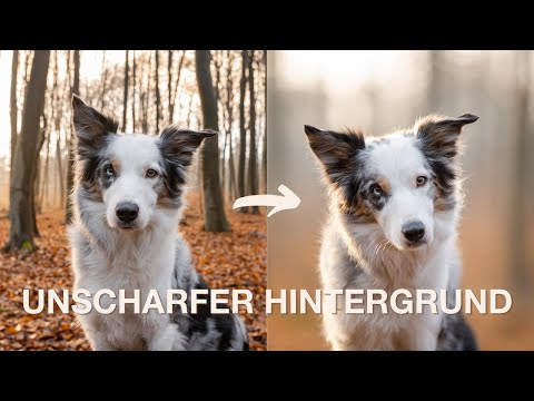 Unscharfer Hintergrund und schönes Bokeh in deinen Bildern - So geht's! | Tierfotografie Tipps |